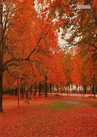 Pulling Up To Make Love In The Maple Forest